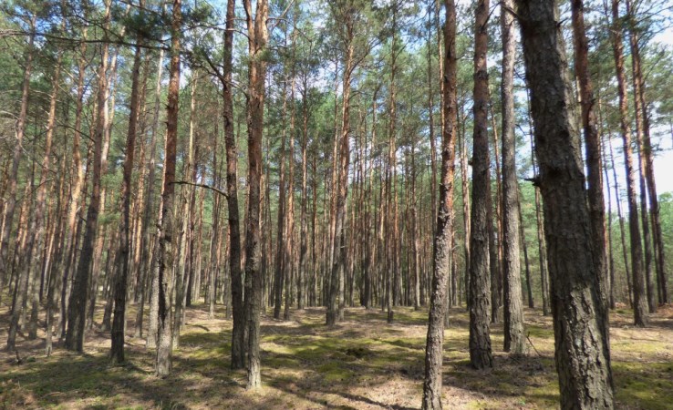 działka na sprzedaż - Bełchatów (gw), Wólka Łękawska